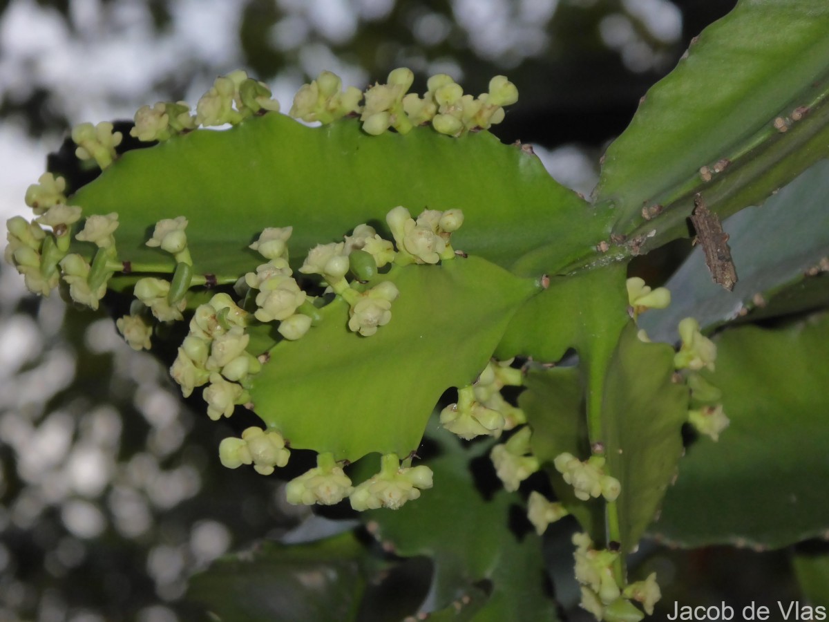 Euphorbia antiquorum L.